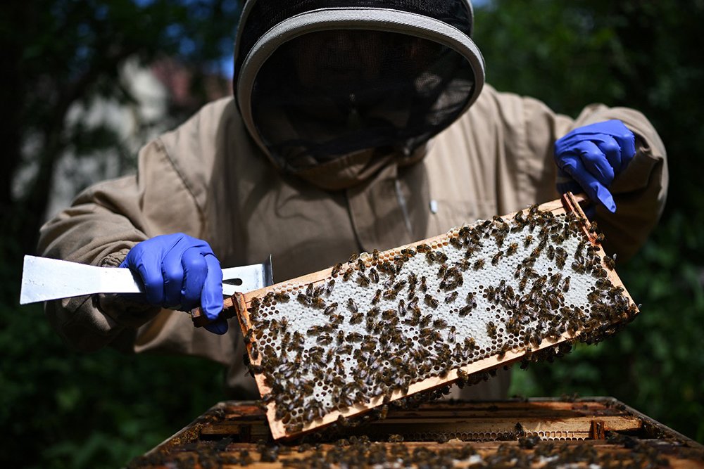Beekeeper Lynne poses with bees on a frame from her bee hive at Westley Cottage in East Huntspill, Somerset, western England on July 16, 2024. - Between 2021 and 2022, 46 percent of the honey tested at EU borders was flagged as potentially fraudulent, up from 14 percent from 2015 to 2017. Ingram founded the UK Honey Authenticity Network (HAN UK) in 2021 to raise awareness about natural honey and to warn of the threat posed by fraud. (Photo by Justin TALLIS / AFP)