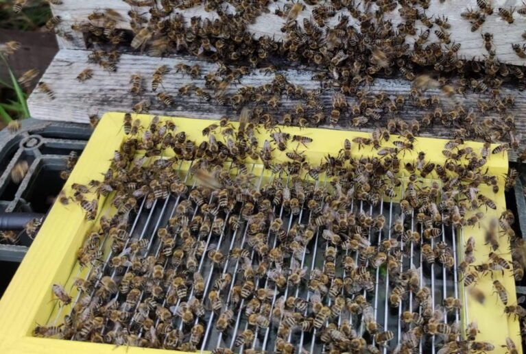 We grow fresh, organic produce using clean methods that protect nature, healthy food.