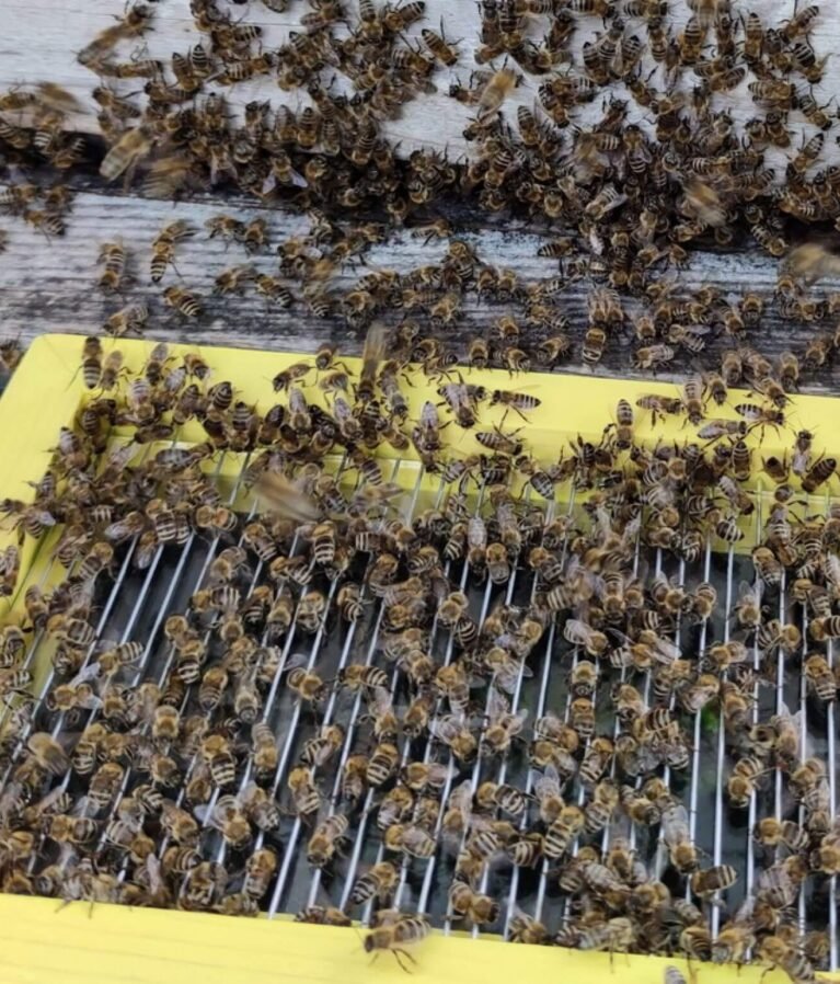 We grow fresh, organic produce using clean methods that protect nature, healthy food.