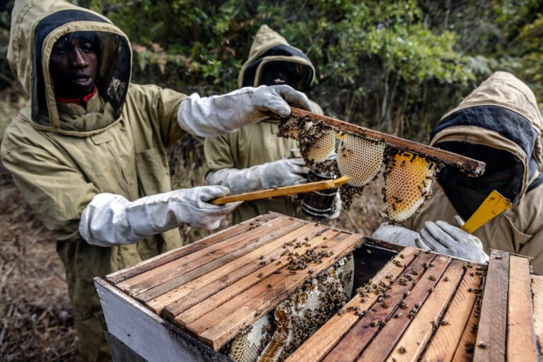 Tech Meets Tradition in Isiolo Apiaries