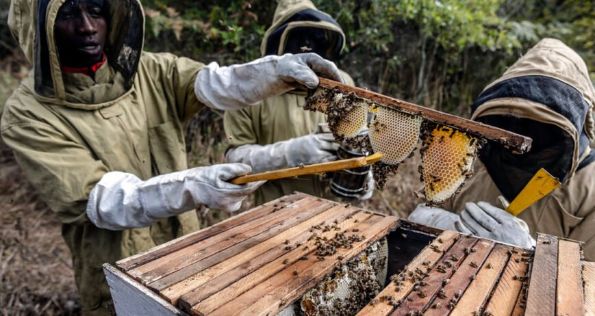 Tech Meets Tradition in Isiolo Apiaries